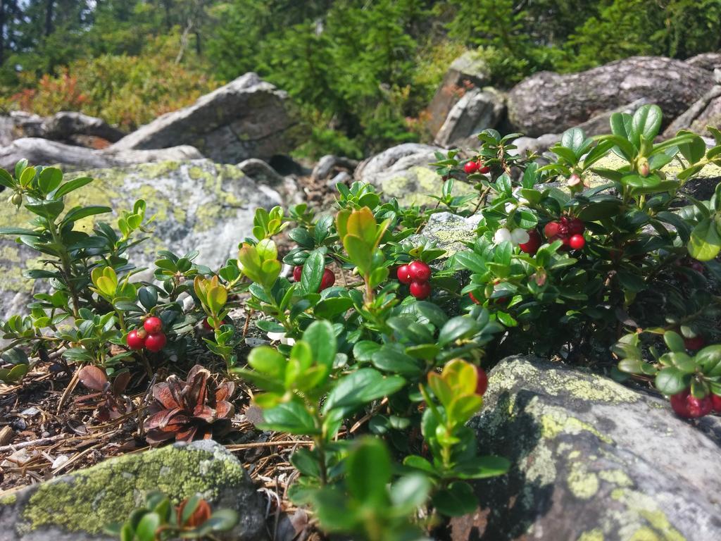 Chata Pod Koberstejnem Rejvíz Extérieur photo